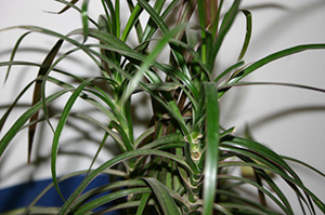 houseplant-air-filter-01